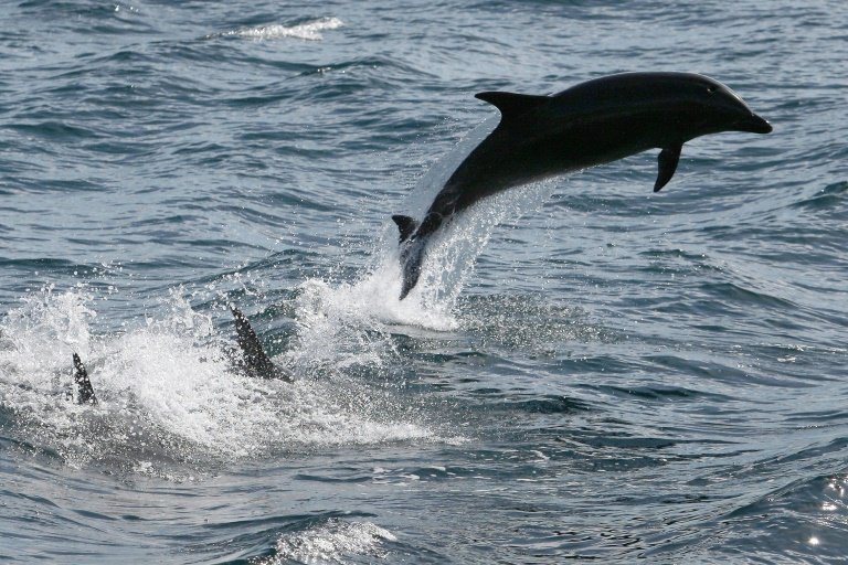 New Zealand to create massive marine sanctuary